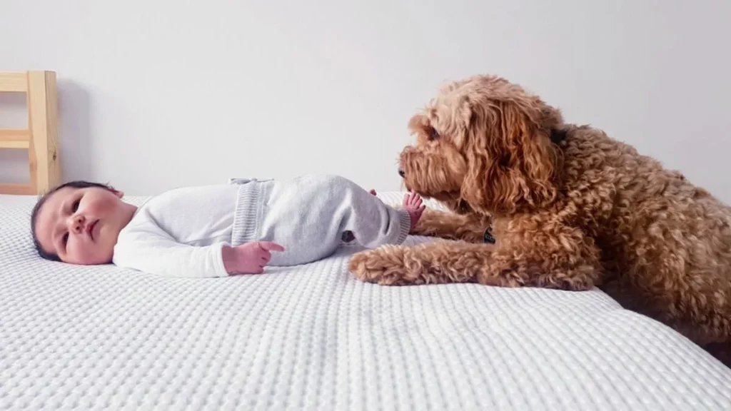 Introducing Your Newborn To Your Fur Baby