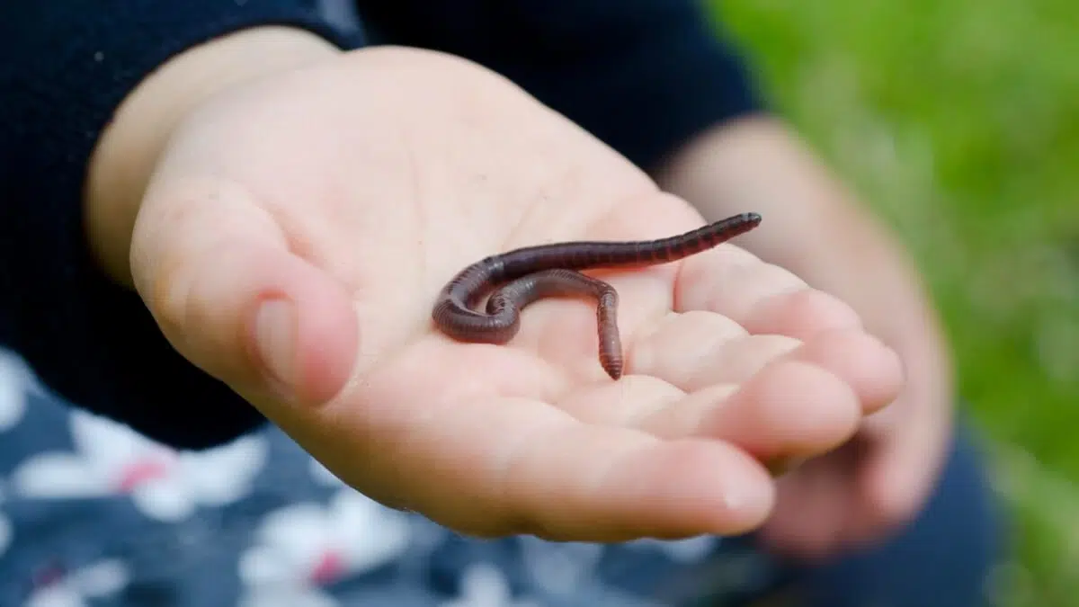 worm farm