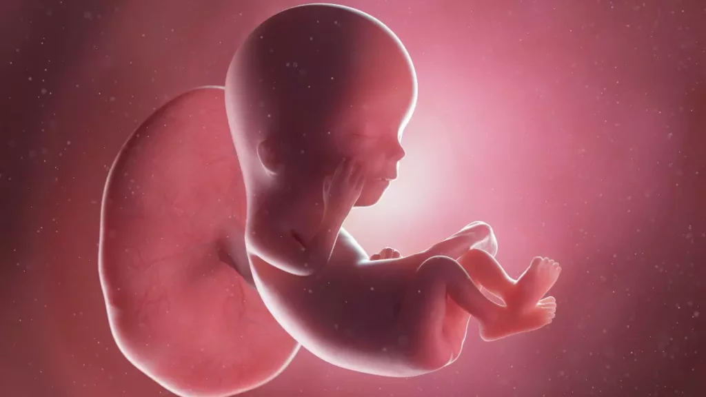 12 weeks fetus