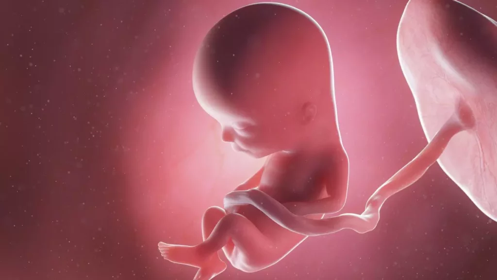 13 weeks fetus
