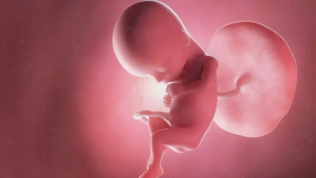 15 weeks fetus
