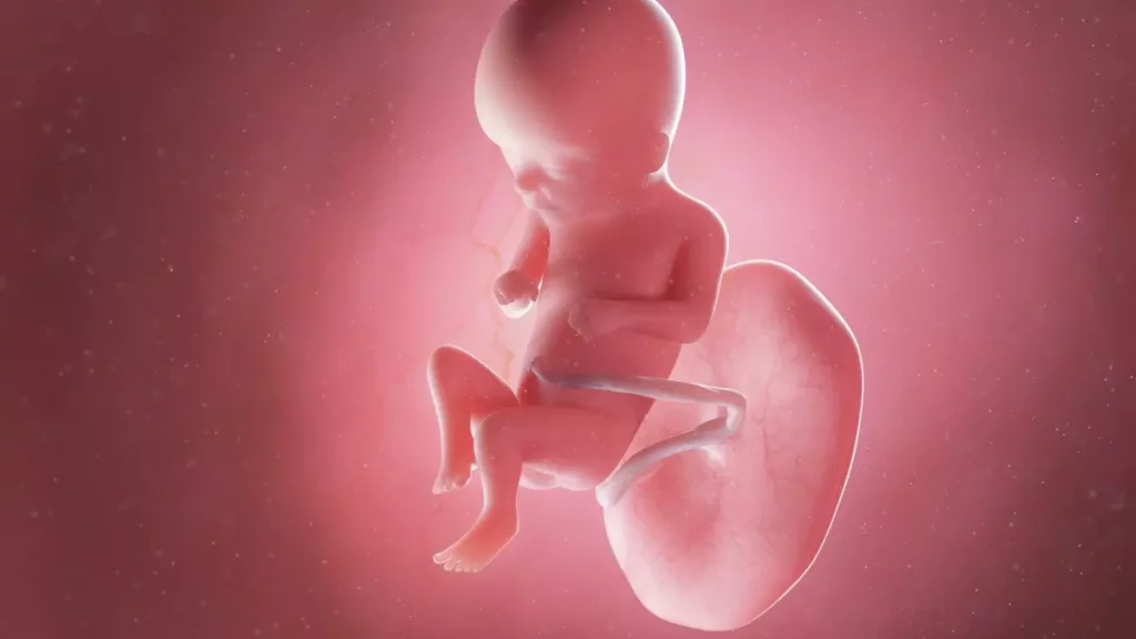 16 weeks fetus