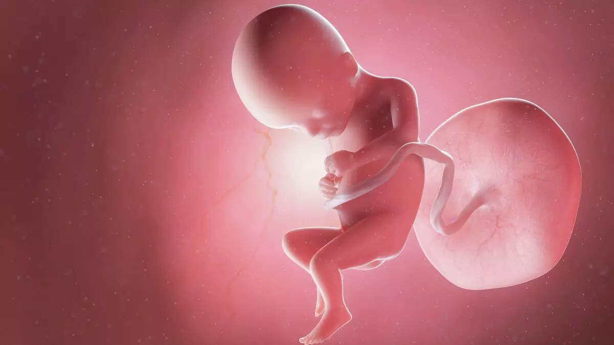 17 weeks fetus