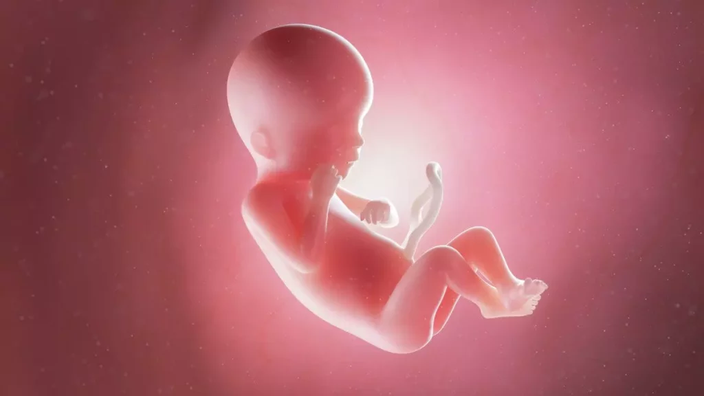 19 weeks fetus