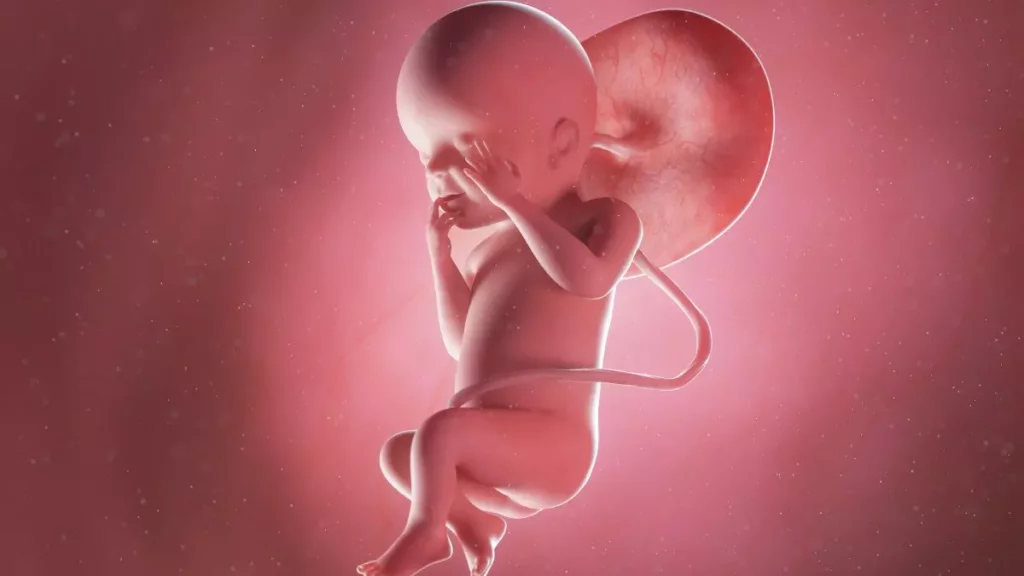23 weeks fetus