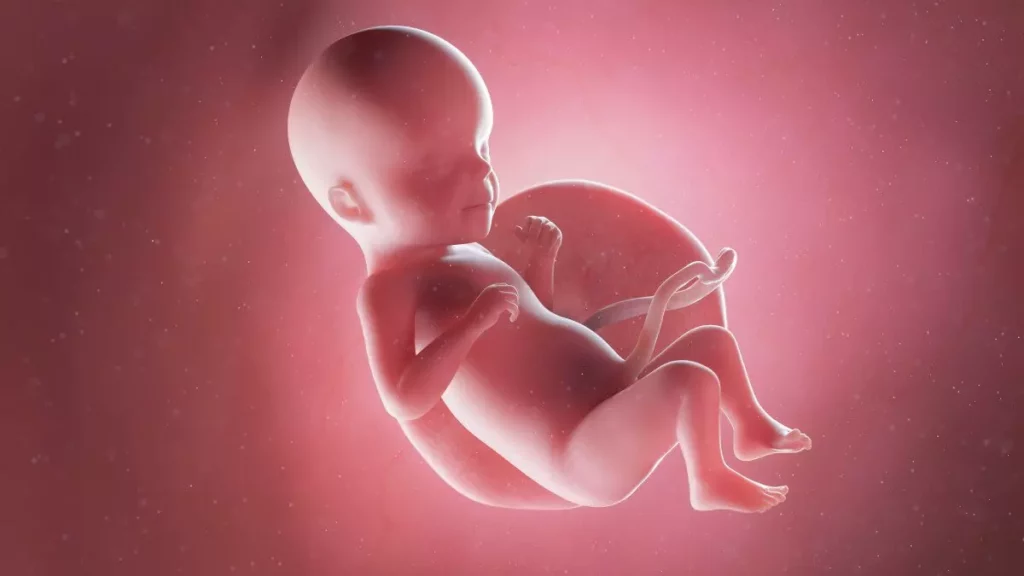 26 weeks fetus