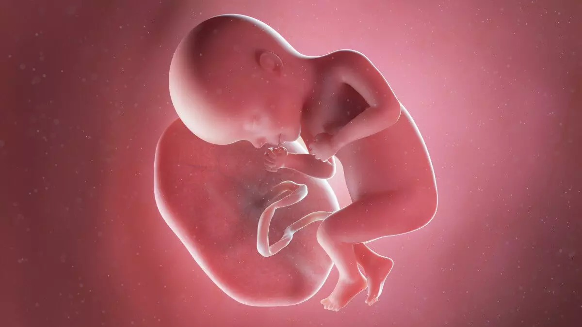 27 weeks fetus