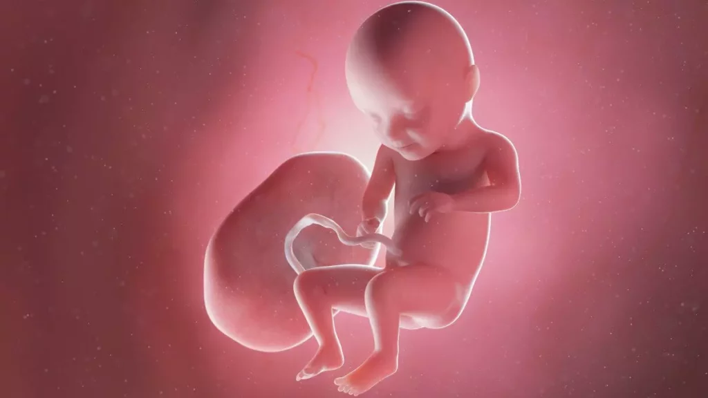 31 weeks fetus