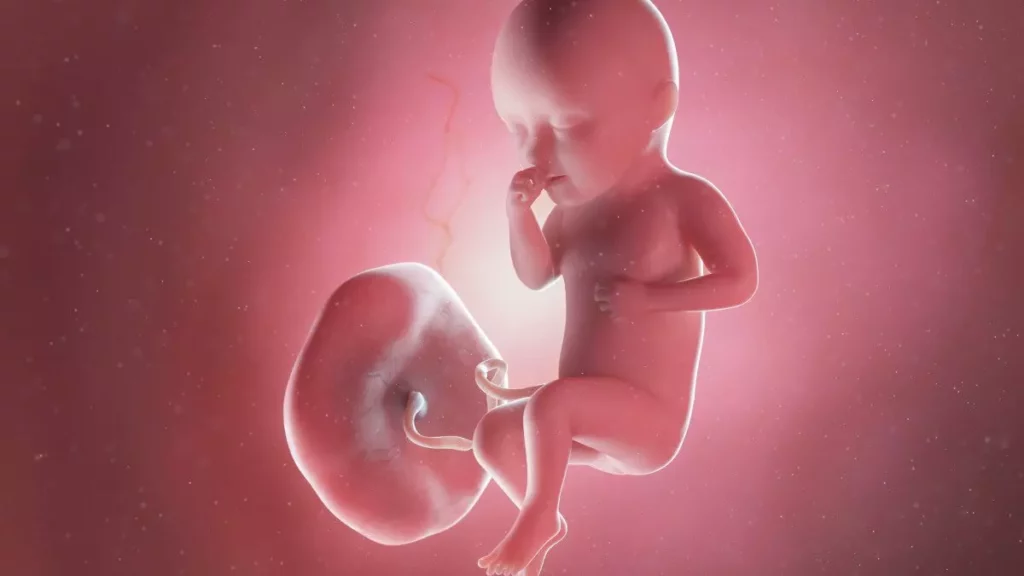 34 weeks fetus