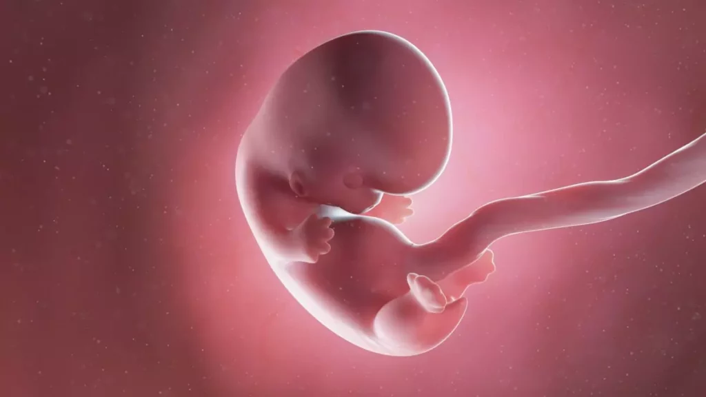 8 weeks fetus