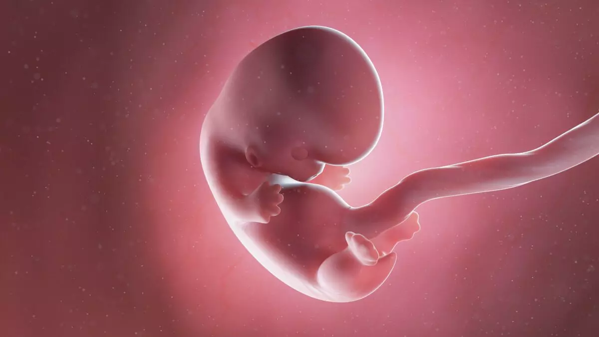 8 weeks fetus