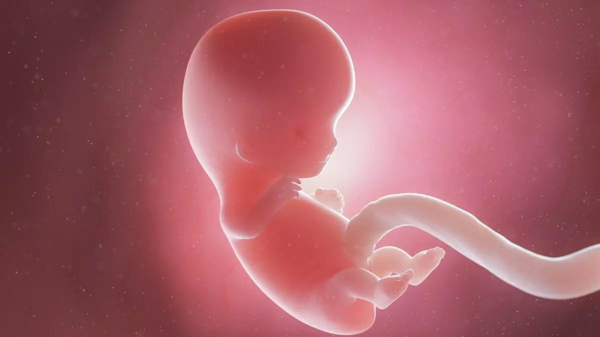 9 weeks fetus
