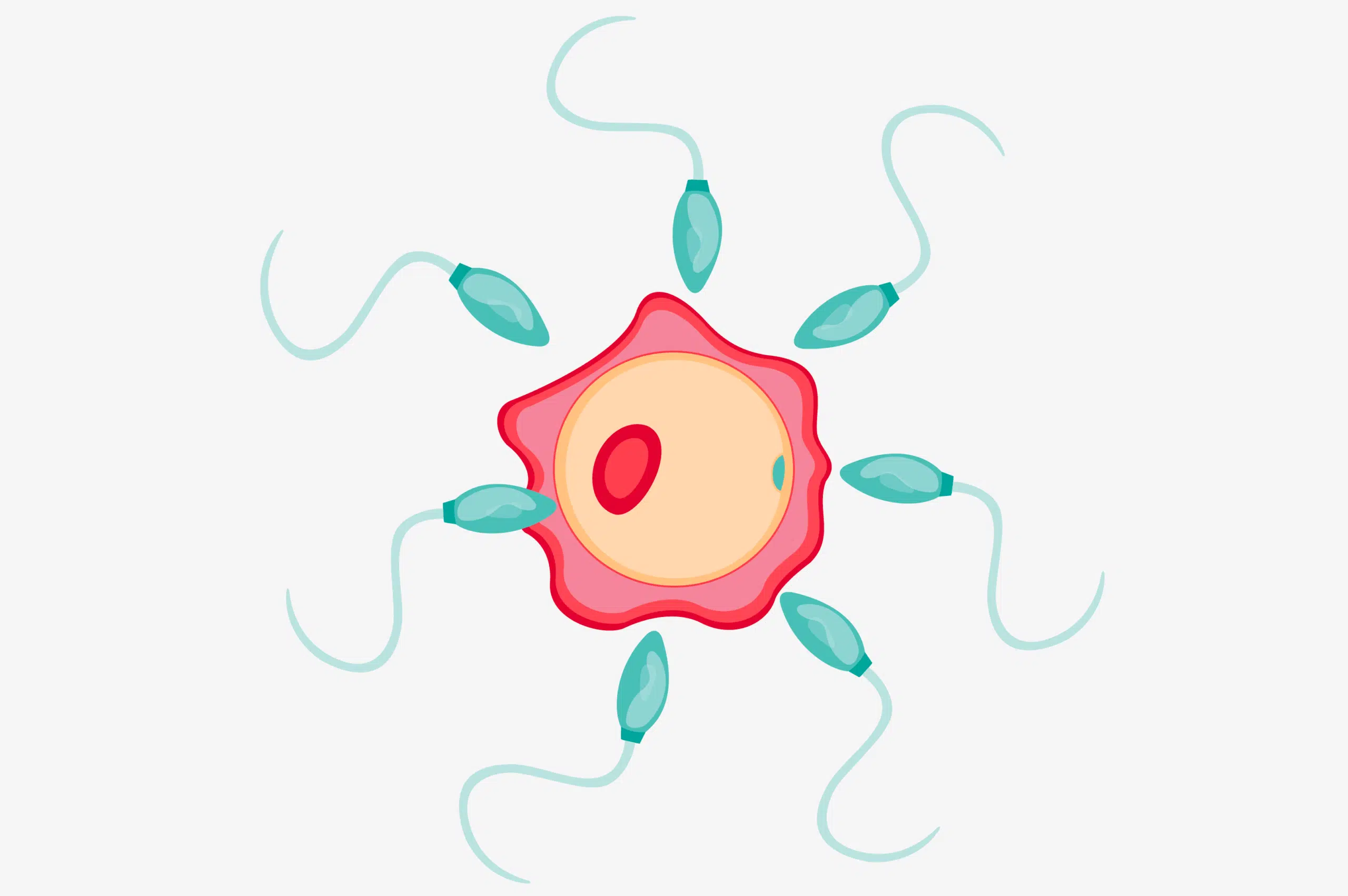 Fertilisation