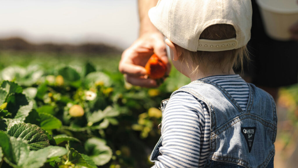 Everything you need to know about buying organic on a budget