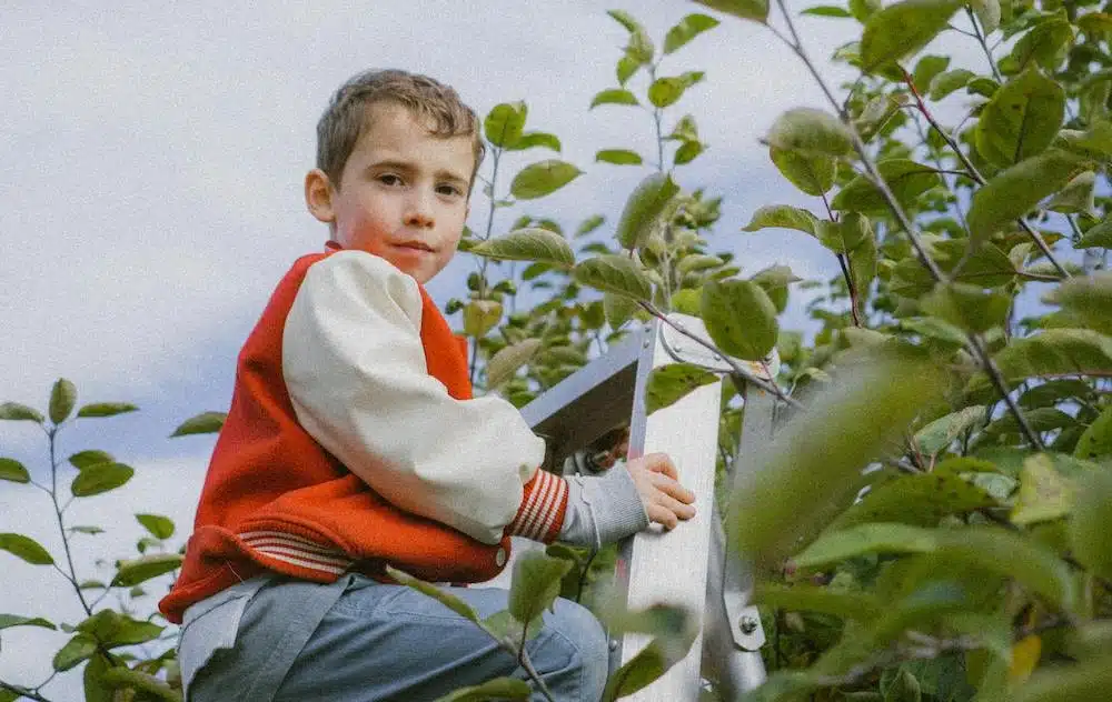 Boy on ladder, picking apples.